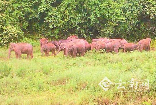 21头亚洲象进入云南一庄园 采食香蕉毁坏咖啡
