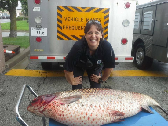 27公斤重大鲤鱼搁浅排水沟被警察送进焚化炉（图）