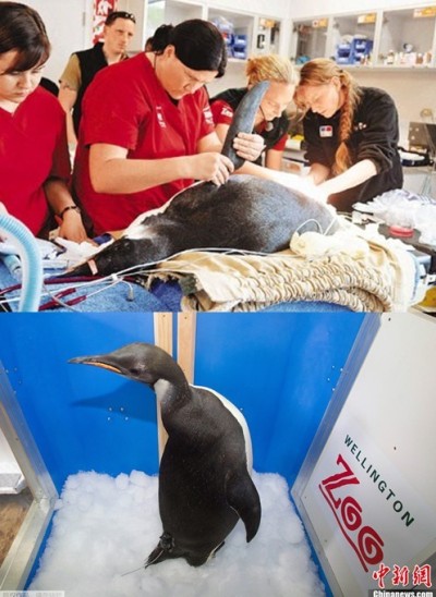 昵称为“快乐大脚”的这只帝企鹅在动物园受到照顾，恢复健康后，搭乘科考船回到老家南极