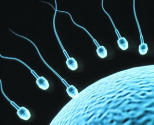 研究人员研制出男用避孕药可阻断精子形成(图