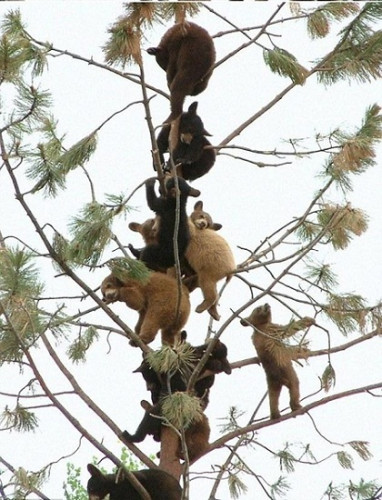 樹上至少有11隻小熊，它們或許是為了躲避父母的責罵。