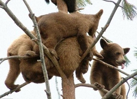 小傢伙們爬上樹，圓潤的身體一覽無餘。