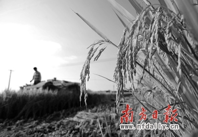 湖南省的土地重金属污染严重是导致水稻镉超标的重要原因。 资料图片