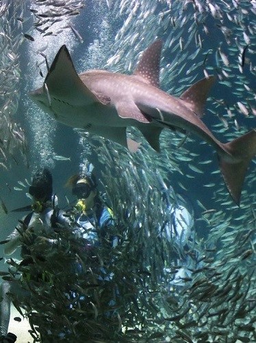韩国首尔水族馆2万条沙丁鱼与潜水员共舞(图)