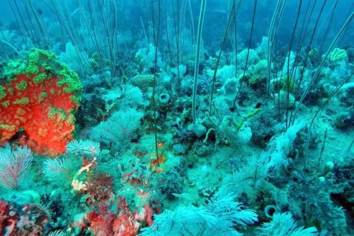亚马逊河口发现9300平方公里珊瑚礁 科学家称奇