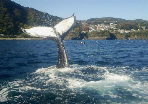13米长座头鲸“迷路”被网住 渔民决定放生(图)