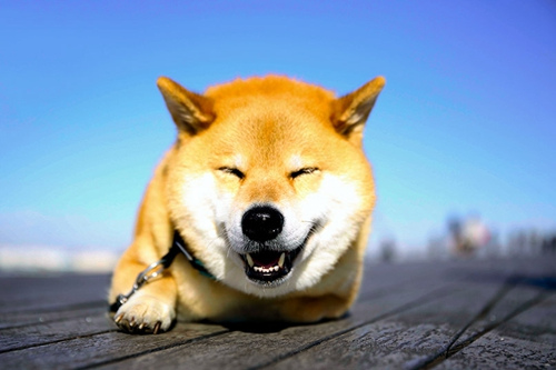 日本超萌柴犬全球数百万粉丝 表情丰富傲娇(图)