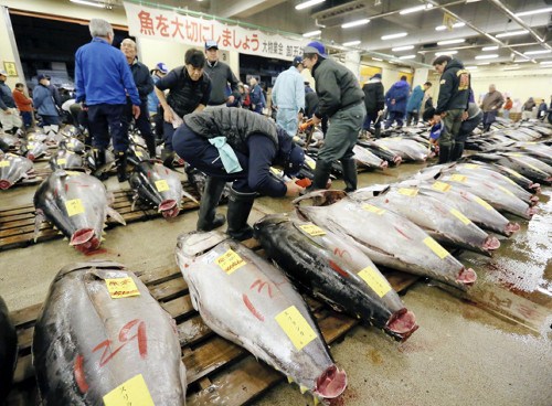 日本新年首次竞拍金枪鱼 200公斤大鱼高价成交