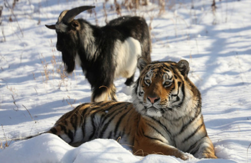 俄动物园老虎与羊“同居”生活继续 每天一起玩球
