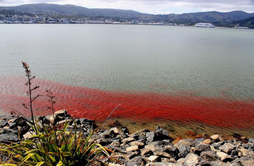 百万小龙虾被冲岸边“染红”海水 场面壮观(图)