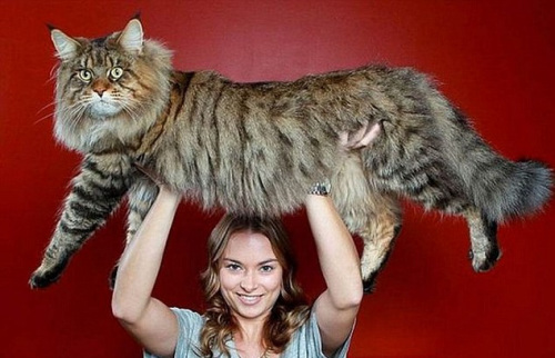 巨型猫网上走红：体重逾15公斤 体长逾1米(图)