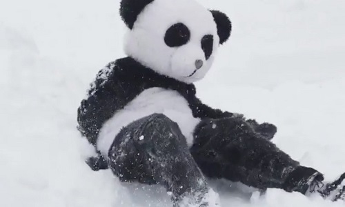 大熊猫玩雪视频走红 男子跟风穿熊猫服玩雪(图)