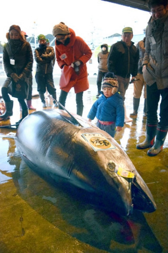 日本渔港捕获巨型金枪鱼 417公斤刷新记录(图)