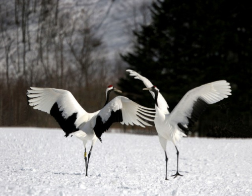 看极寒天气下的独特美景：鸟儿秀芭蕾 冰雪梦幻