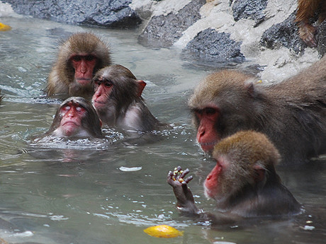 日本动物园内猴子露天泡澡取暖 游客赞可爱(图)