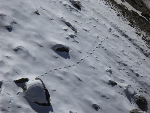 登山家称发现喜马拉雅“雪人”脚印 呈直线排列
