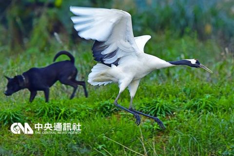 丹顶鹤与黑色野狗“对决”。来源：台湾“中央社”