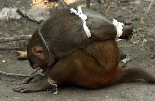 印度猴子偷吃“捣乱” 被关进笼子游街示众(图)