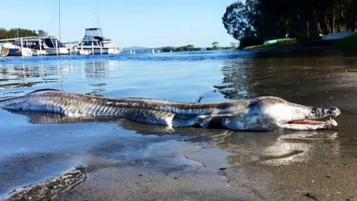 澳海滩出现“怪物”尸体：拥有海豚头 鳄鱼牙齿