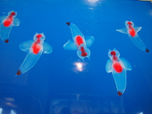 日本展出珍稀冰海精灵 如天使浮动梦幻唯美(图)