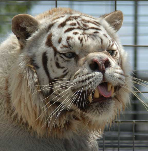 “世界最丑老虎”的一生：近亲繁殖恶果 10岁即去世
