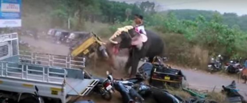 英媒:柬埔寨大象载游客后暴毙 公众联署禁骑象(图)