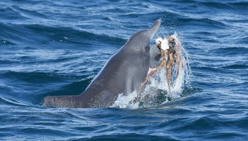 海豚完全将章鱼含在嘴里，随后又将其抛入空中(网页截图)