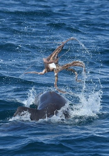 海豚狂虐章鱼罕见一幕 专家：其实是在玩耍(图)