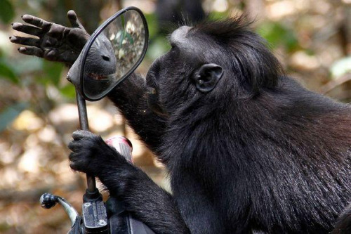 爱美之心猴也有：黑冠猴爬摩托车照镜子 逗趣可爱