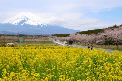 日本富士山下油菜花悉数绽放 与樱花交相辉映(图)