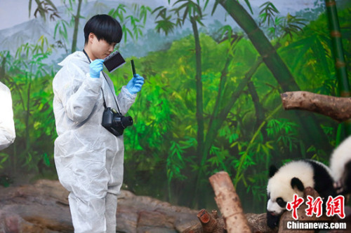 资料图：李宇春录制《奇妙的朋友》为大熊猫拍照。