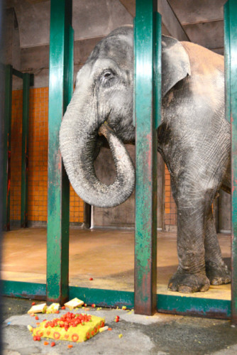 日本国内最高龄大象“花子”死亡 安详离世(图)