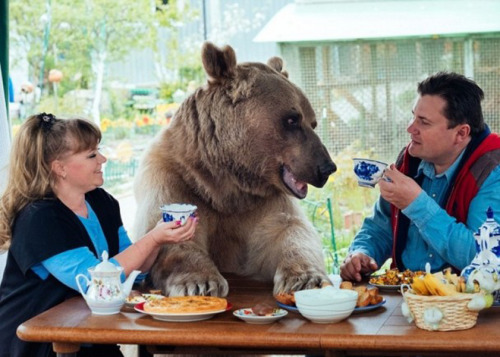 俄夫妇养了一个“熊孩子” 一家三口幸福温馨(组图)