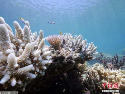 海底的粉色“星空”：日本海域迎珊瑚产卵季(图)