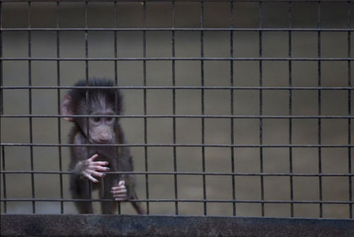结束140年“囚禁”生活 阿根廷首都动物园将关闭 