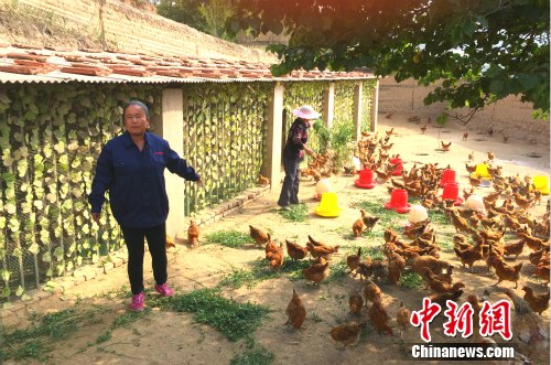 农民专业合作社理事长高俊霞介绍土鸡养殖情况。中新网 种卿 摄