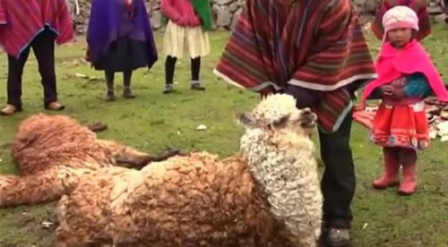 秘鲁遭遇寒流侵袭 18万只羊驼冻死农民苦不堪言