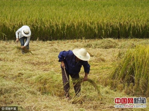 2016年9月，湖北宜昌农民收获稻谷。图片来源：视觉中国
