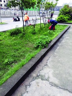 市民在绿化带上挖野菜