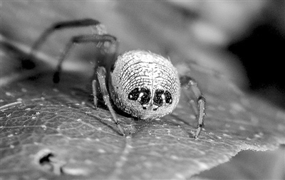 澳洲摄影师拍到罕见蜘蛛 外形奇特似外星人
