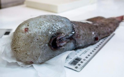 澳大利亚科学家在深海发现的“无脸”鱼。（图片来源：法新社）