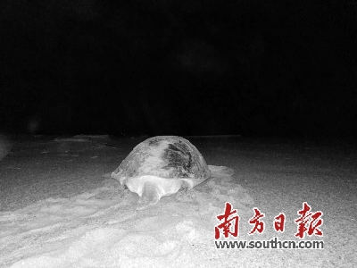 广东惠东今年首迎绿海龟产卵共产下138颗蛋