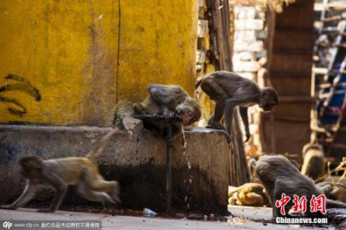 猴子抱着水龙头喝水