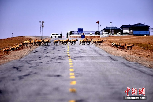 可可西里今年首批藏羚羊安全通过青藏公路。<a target='_blank' href='' _fcksavedurl=''>中新社</a>记者 孙燕初 摄