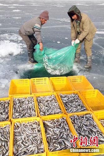 新疆博湖池沼公鱼3年产量达4395吨 严打偷捕