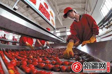 2012年新疆出口番茄酱65万吨 出口量近十年首