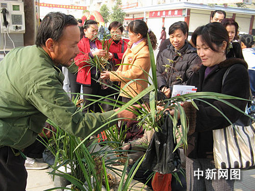 广西荔浦精心打造中国第一条兰花旅游线路