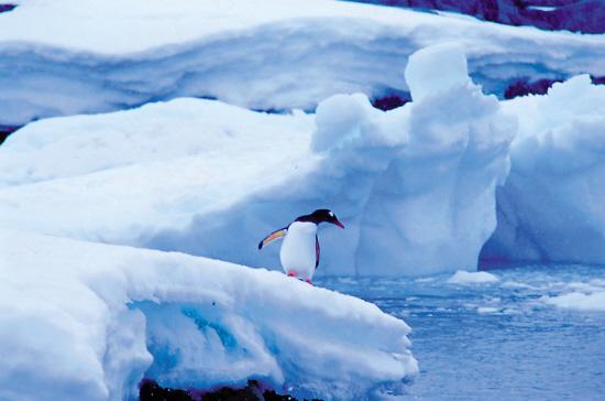 南极旅游手记:除了记忆,什么都不留下或带走