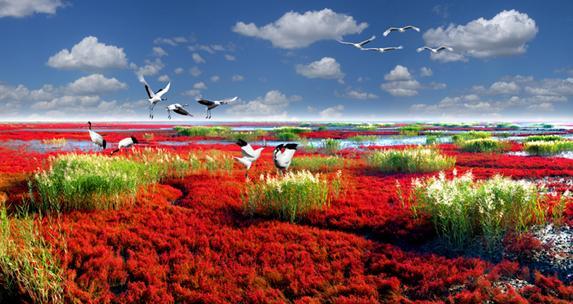 盘锦国际湿地旅游周八月开幕 红海滩肥蟹邀游客--中新网