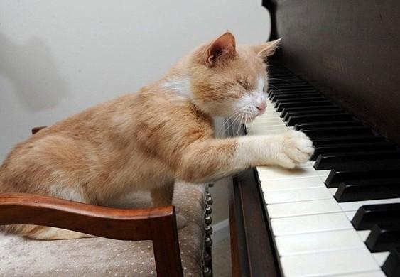 英国小猫史蒂维虽双目失明 却爱弹钢琴自娱(图